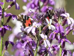Vanessa vulcania