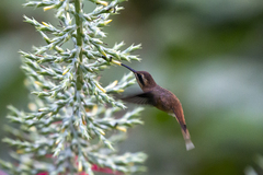 Phaethornis striigularis