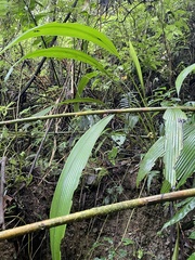 Molineria capitulata