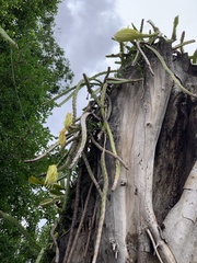 Selenicereus setaceus