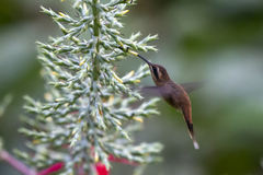 Phaethornis striigularis