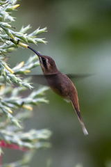 Phaethornis striigularis