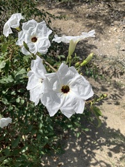 Ipomoea pauciflora
