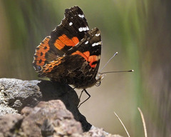 Vanessa vulcania