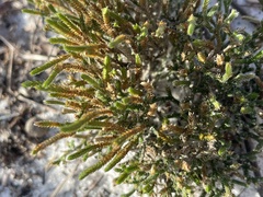 Selaginella arenicola