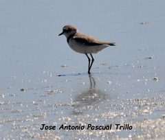 Charadrius alexandrinus