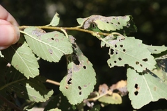 Xanthogaleruca luteola