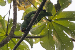 Amazona autumnalis autumnalis