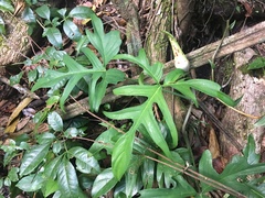 Philodendron pedatum