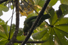 Amazona autumnalis autumnalis