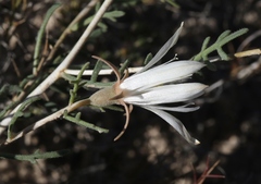 Mentzelia humilis