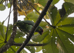 Amazona autumnalis autumnalis