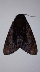Arcte modesta