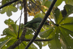 Amazona autumnalis autumnalis
