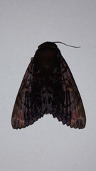 Arcte modesta