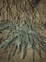 Astragalus trichopodus antisellii