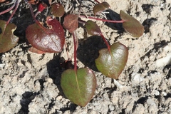 Eriogonum gypsophilum