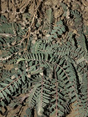 Astragalus trichopodus antisellii