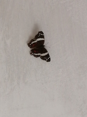 Anartia fatima fatima