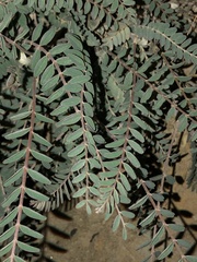 Astragalus trichopodus antisellii