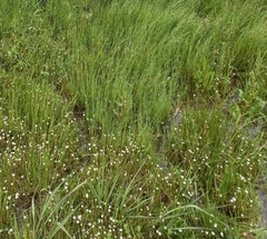 Amphibromus fluitans