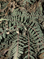 Astragalus trichopodus antisellii