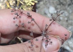 Eriogonum gypsophilum