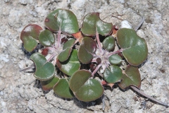 Eriogonum gypsophilum