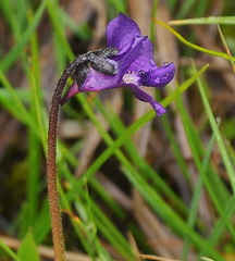 Pinguicula
