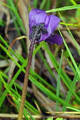 Pinguicula