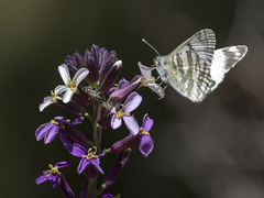 Euchloe eversi