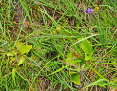 Pinguicula