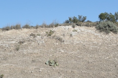 Eriogonum gypsophilum