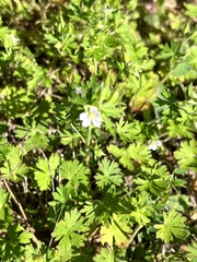 Geranium carolinianum
