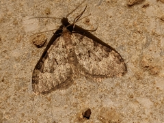 Nebula ibericata