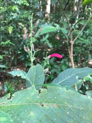 Ruellia cearensis