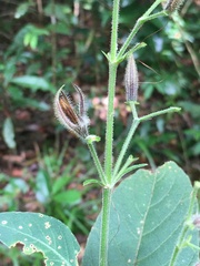 Ruellia cearensis