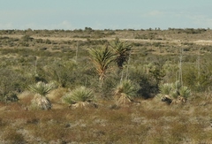 Yucca torreyi