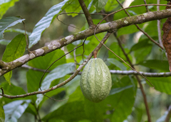 Theobroma cacao