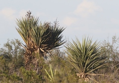 Yucca torreyi