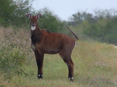 Boselaphus tragocamelus