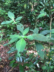Ruellia cearensis