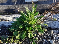 Raphanus raphanistrum