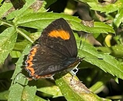 Heliophorus epicles