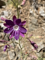 Malesherbia linearifolia