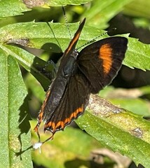 Heliophorus epicles