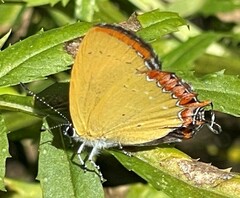 Heliophorus epicles