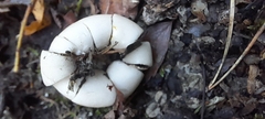 Geastrum