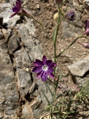 Malesherbia linearifolia