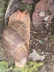 Megalobulimus popelairianus
